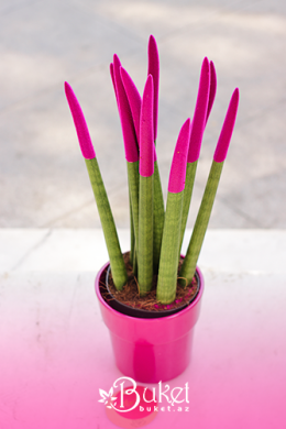 Pink Sansevieria Plant