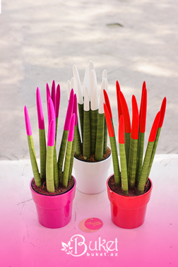 White, Pink and Red Sansevieria Plants